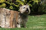 CAIRN TERRIER 356